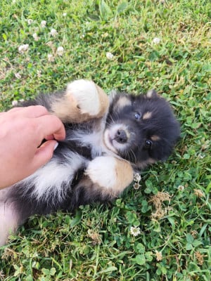 Les chiots de Berger Australien
