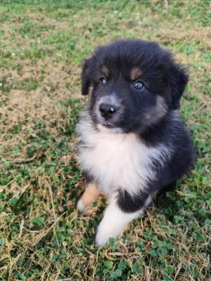 Les chiots de Berger Australien