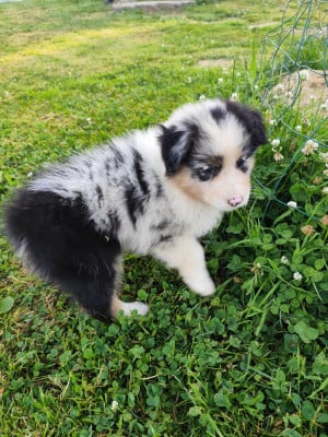 Les chiots de Berger Australien
