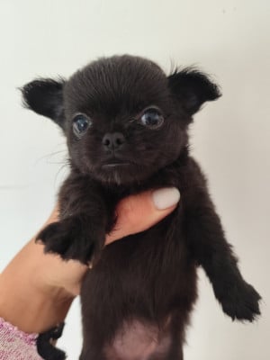 Les chiots de Chihuahua