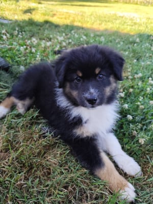 Les chiots de Berger Australien