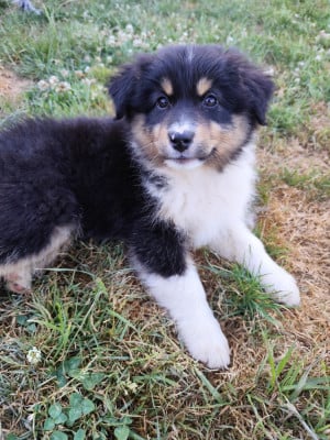 Les chiots de Berger Australien
