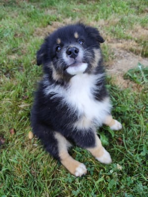 Les chiots de Berger Australien
