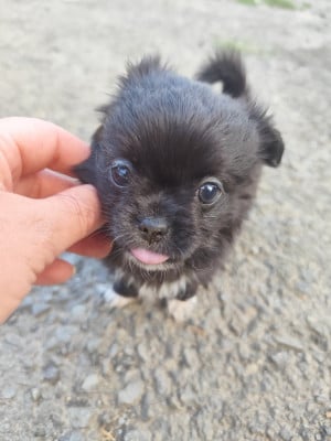 Les chiots de Chihuahua