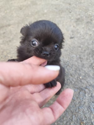 Les chiots de Chihuahua