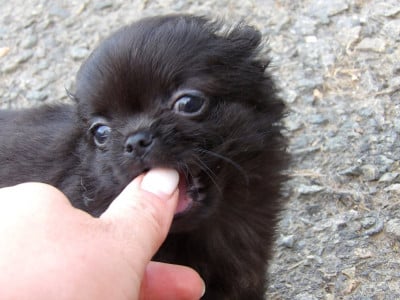 Les chiots de Chihuahua