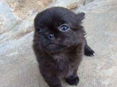 Les chiots de Chihuahua