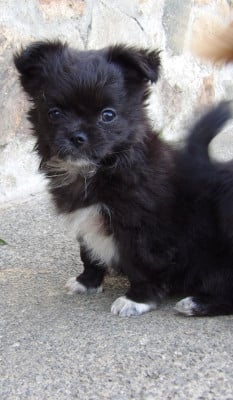 Les chiots de Chihuahua