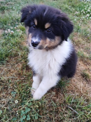 Les chiots de Berger Australien