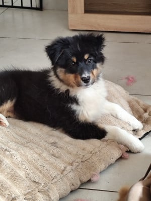 Les chiots de Berger Australien