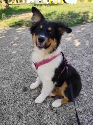 Les chiots de Berger Australien