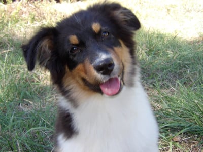 Les chiots de Berger Australien
