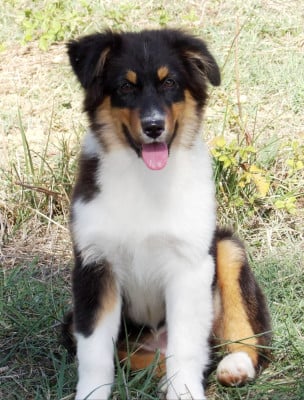 Les chiots de Berger Australien