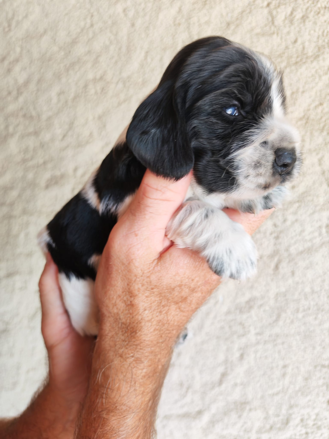 Chiot N°1 - Cocker Spaniel Anglais