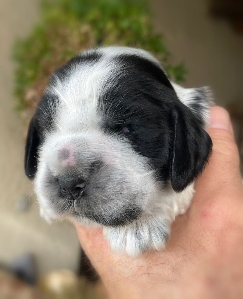 CHIOT - Cocker Spaniel Anglais