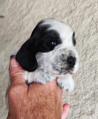Les chiots de Cocker Spaniel Anglais