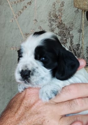 Les chiots de Cocker Spaniel Anglais