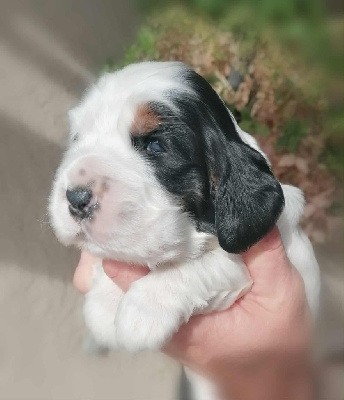 Les chiots de Cocker Spaniel Anglais