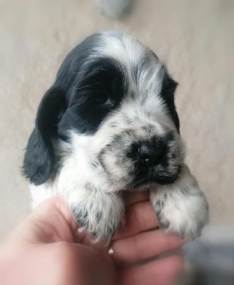Les chiots de Cocker Spaniel Anglais