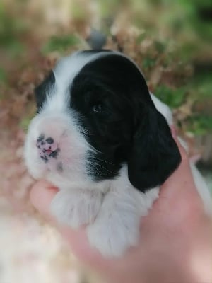 Les chiots de Cocker Spaniel Anglais