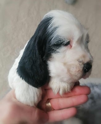 Les chiots de Cocker Spaniel Anglais