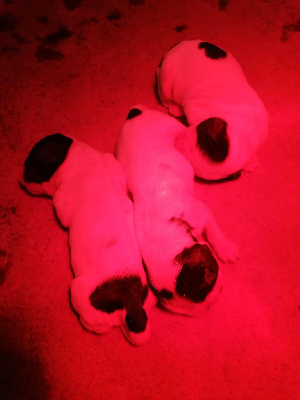 Les chiots de Cocker Spaniel Anglais