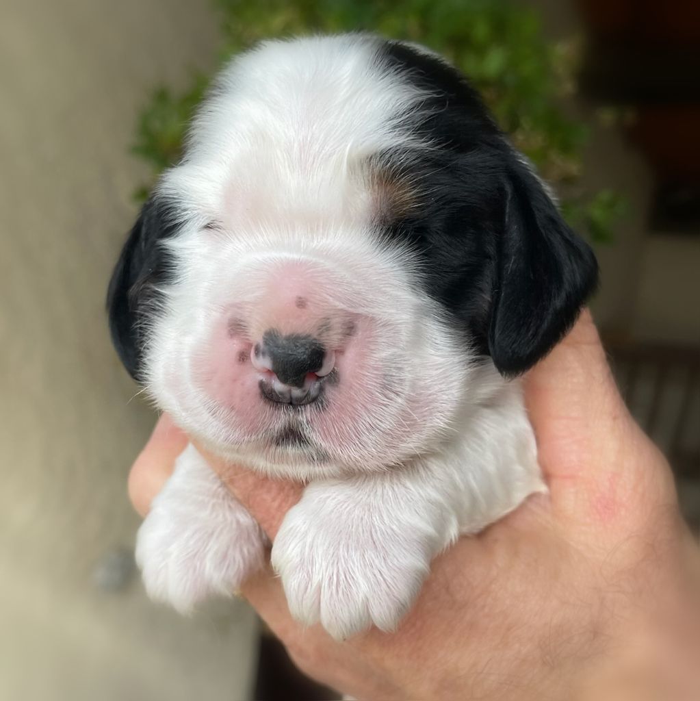 CHIOT - Cocker Spaniel Anglais