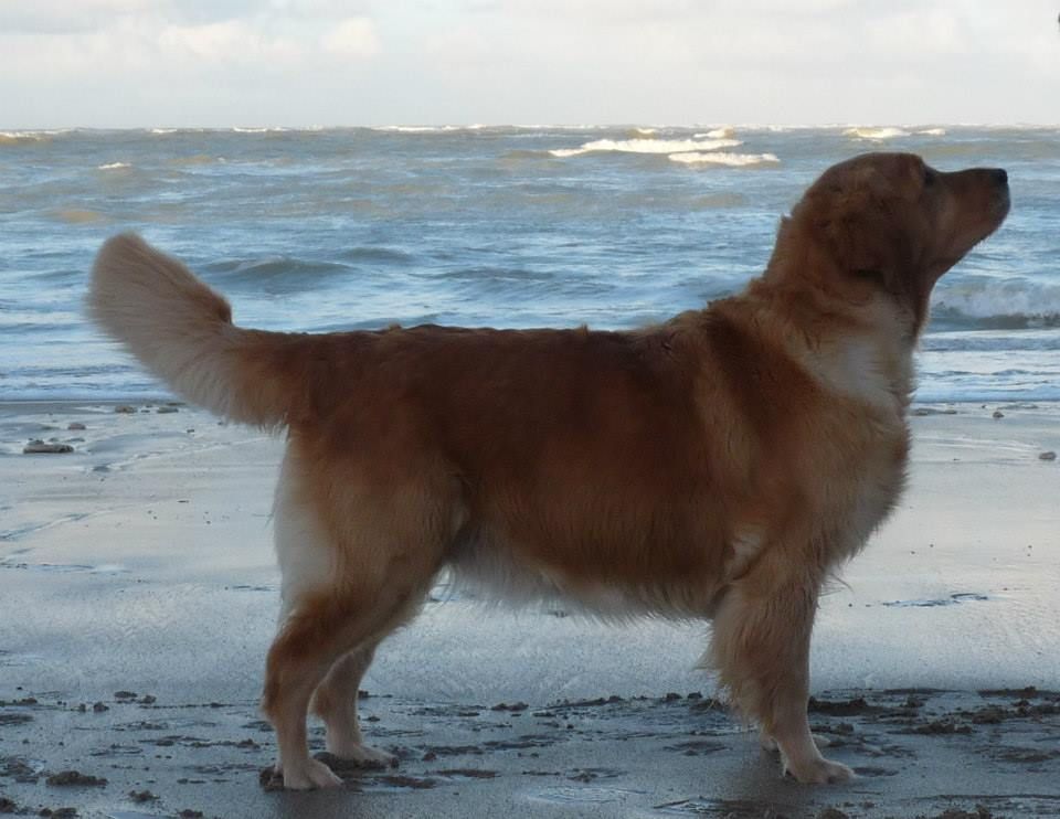 Dutiful dream Du pays sauvage