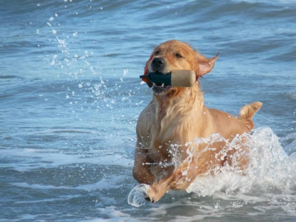 Dutiful dream Du pays sauvage