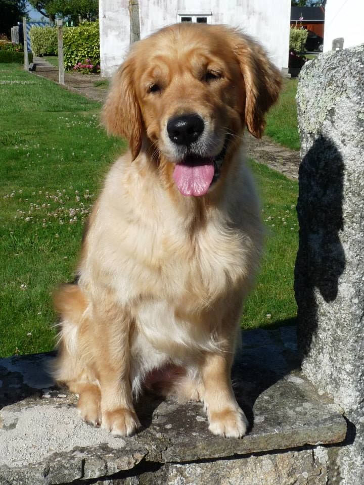 Dutiful dream Du pays sauvage