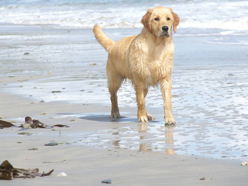 Dutiful dream Du pays sauvage