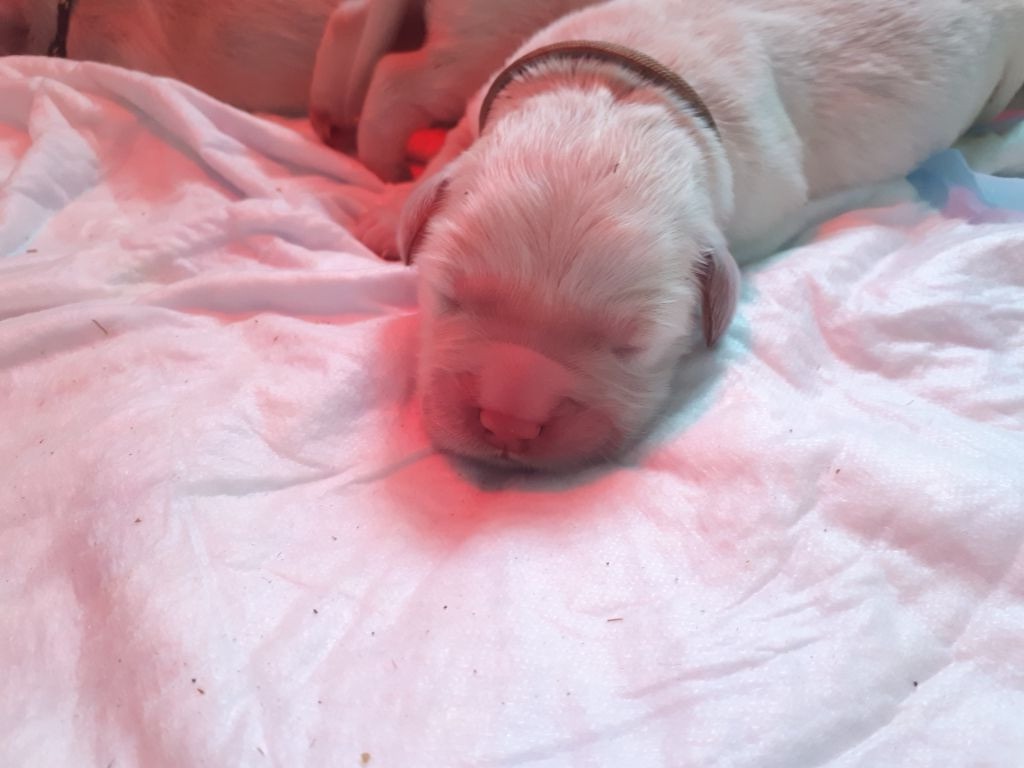 CHIOT - Golden Retriever