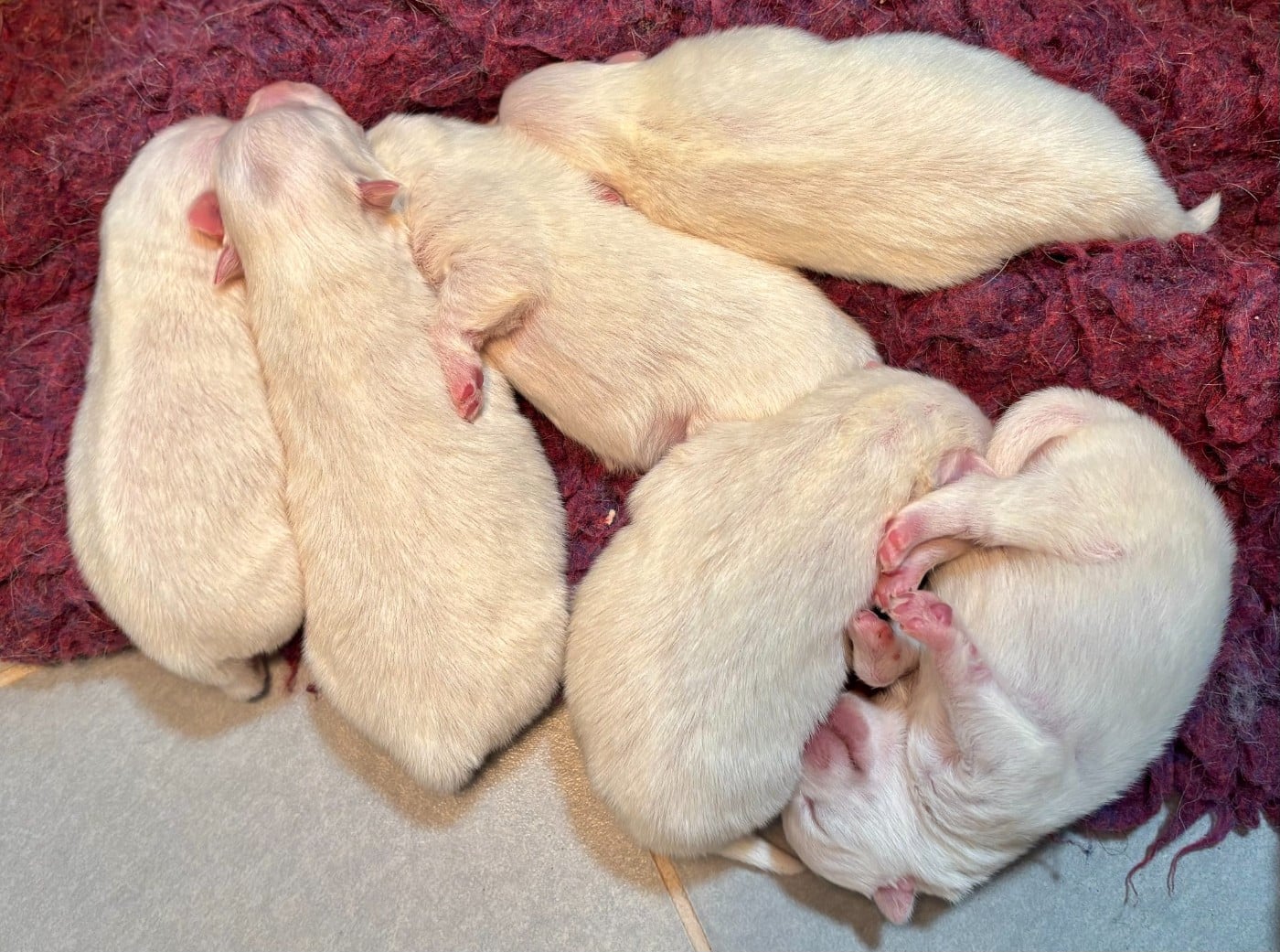 CHIOT 1 - Spitz japonais