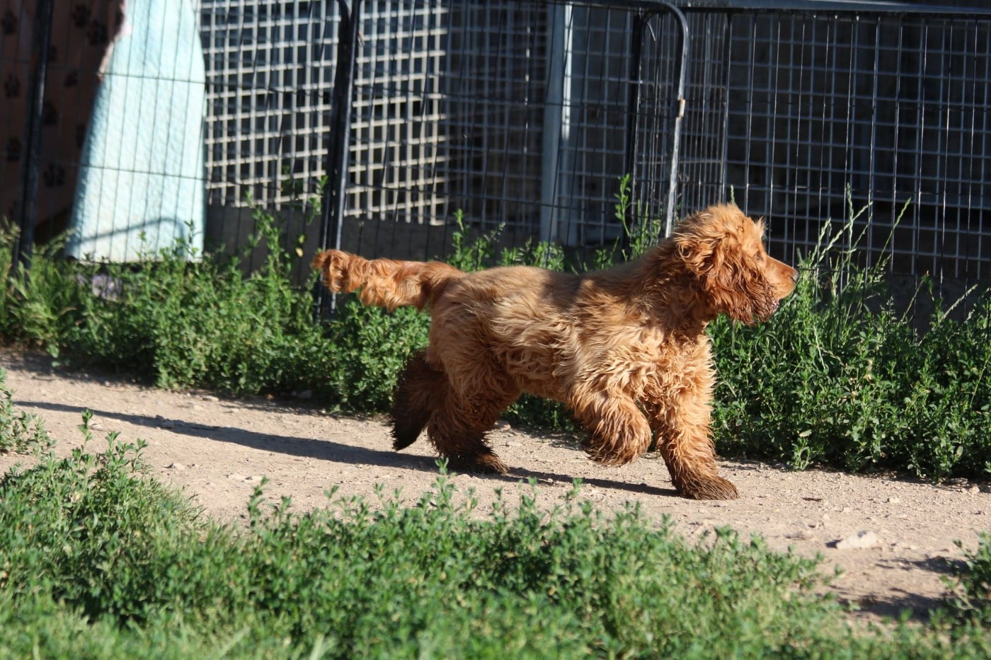 Vixi Du domaine des clayeux