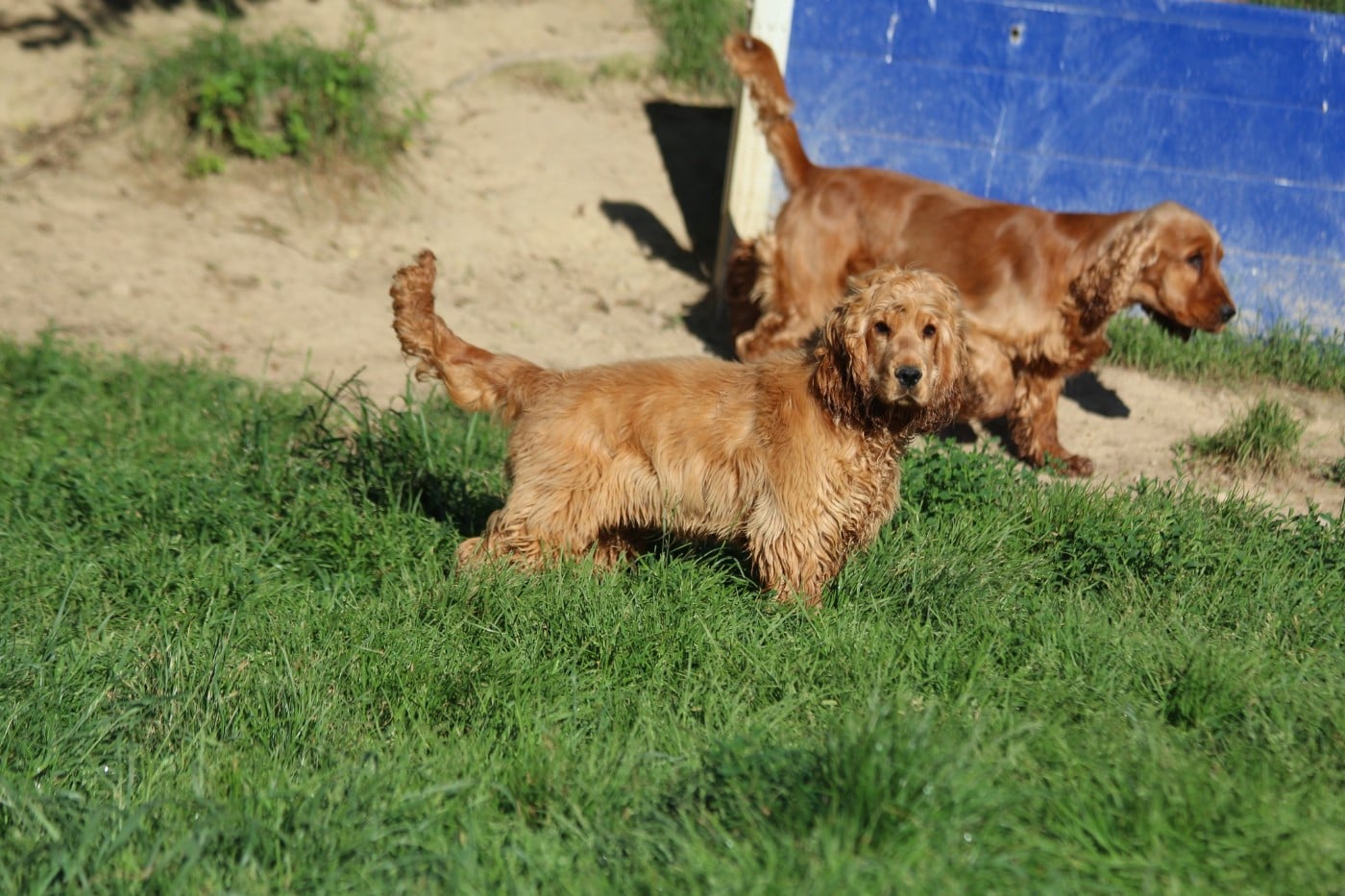 Vixi Du domaine des clayeux