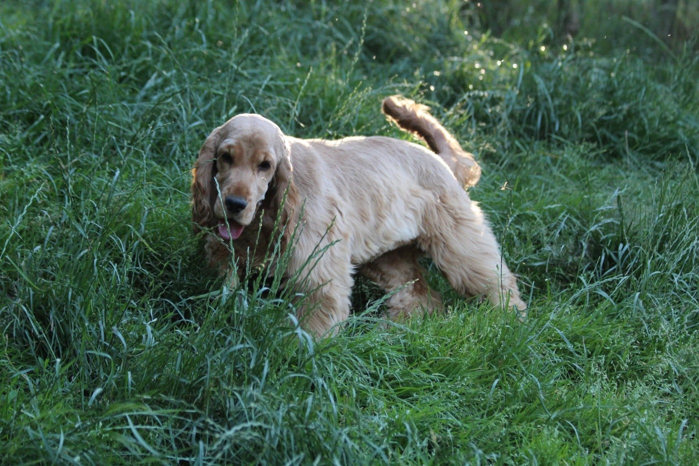 Vixi Du domaine des clayeux