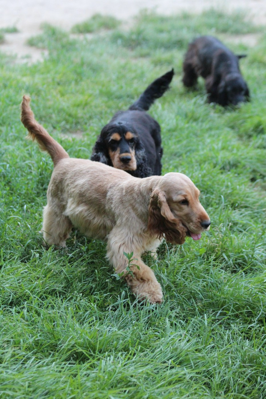 Vixi Du domaine des clayeux