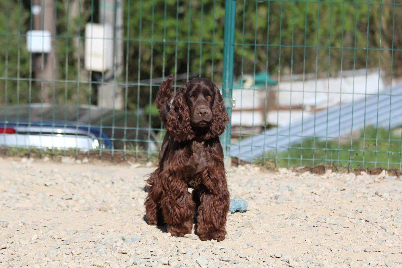Altair chelle_roc Du Domaine De La Pruneraie