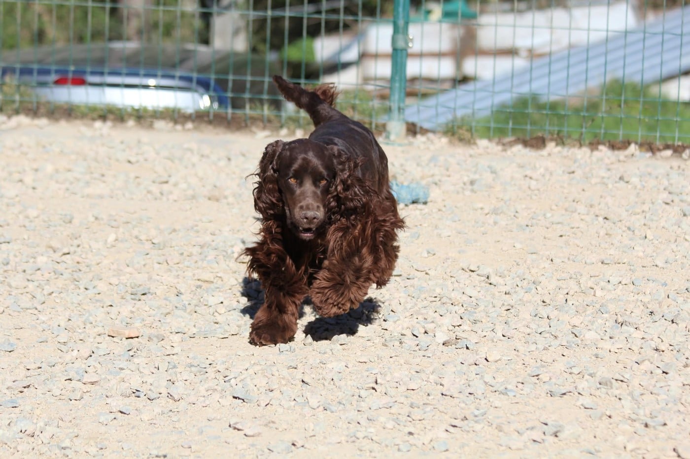Altair chelle_roc Du Domaine De La Pruneraie