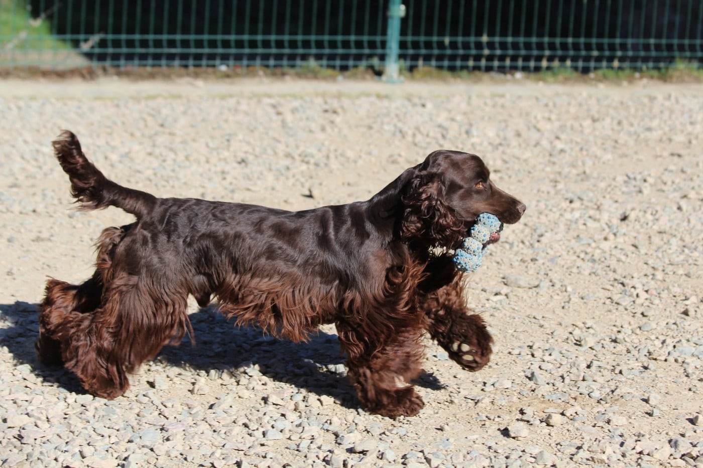 Altair chelle_roc Du Domaine De La Pruneraie