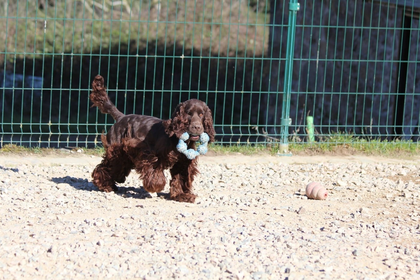 Altair chelle_roc Du Domaine De La Pruneraie