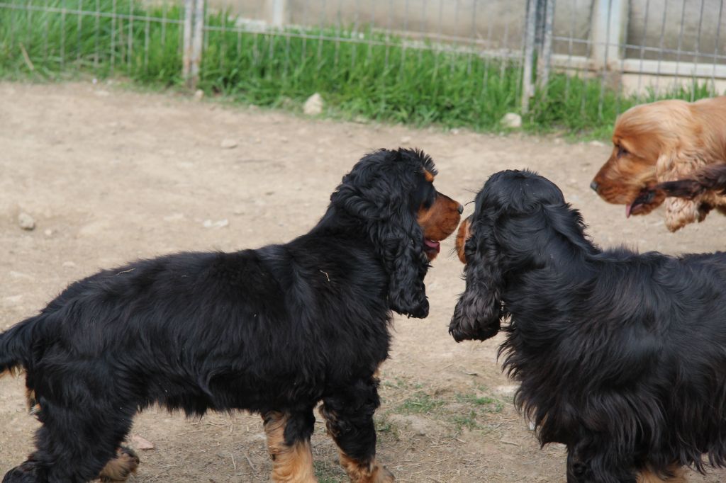 Publication : Du Royaume D'Unik