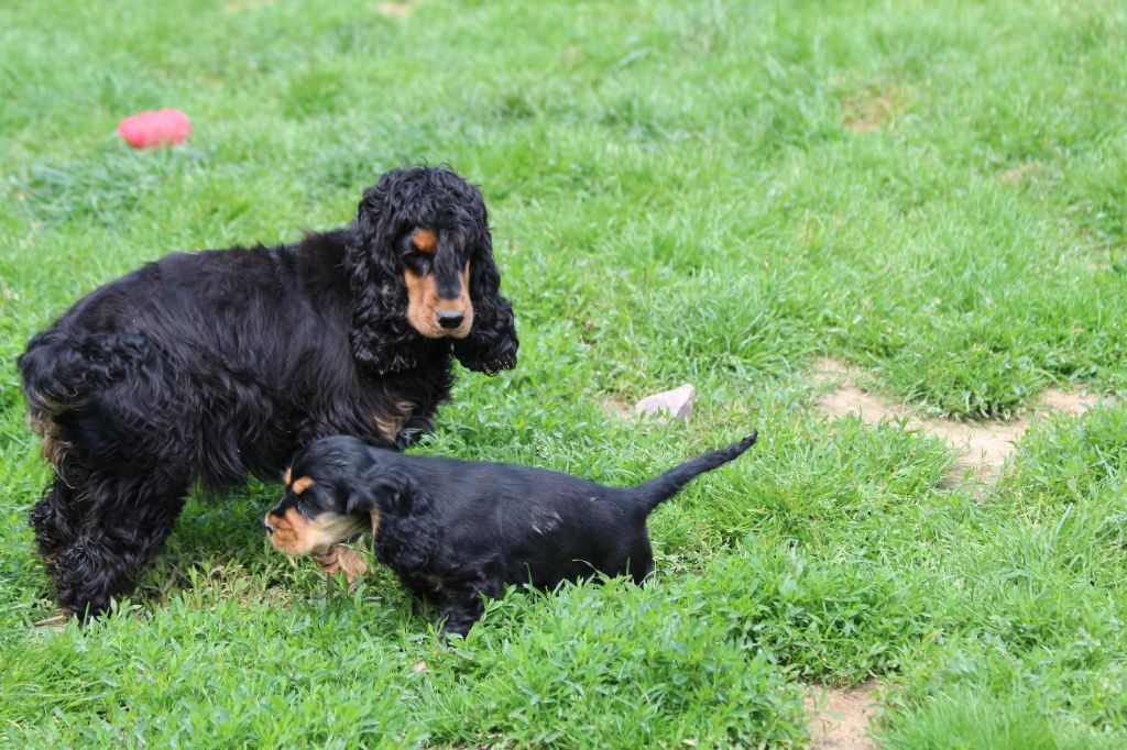 Publication : Du Royaume D'Unik