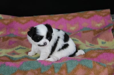 Les chiots de Chihuahua