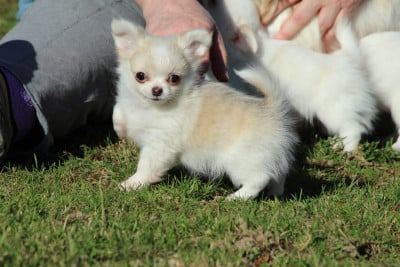 Les chiots de Chihuahua