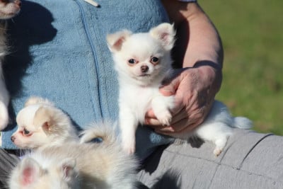 Les chiots de Chihuahua