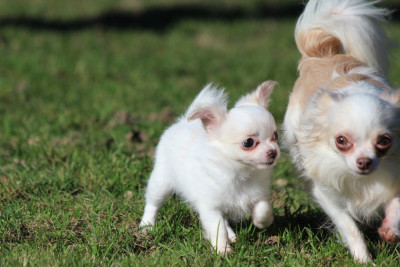 Les chiots de Chihuahua