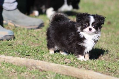 Les chiots de Chihuahua