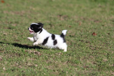 Les chiots de Chihuahua