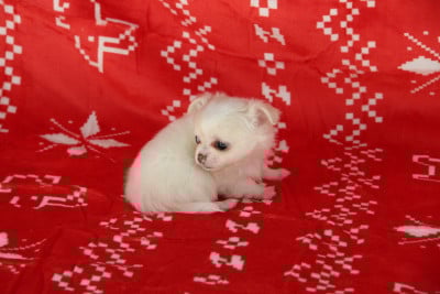 ASTEROÏDE - Chihuahua